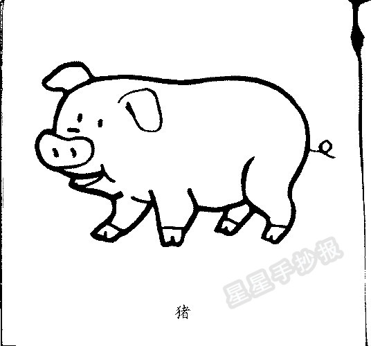 猪和猪头简笔画