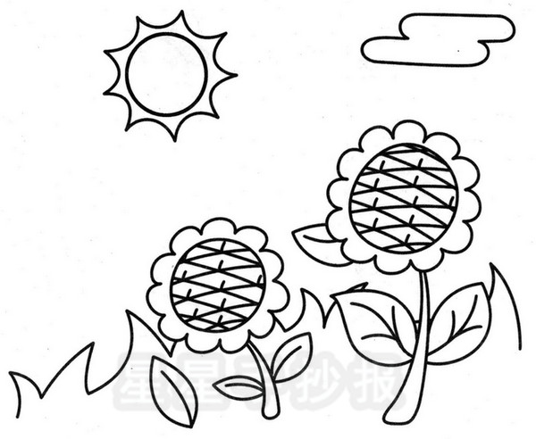 星星报 简笔画 风景简笔画 >> 正文内容 关于向日葵的知识: 向日葵