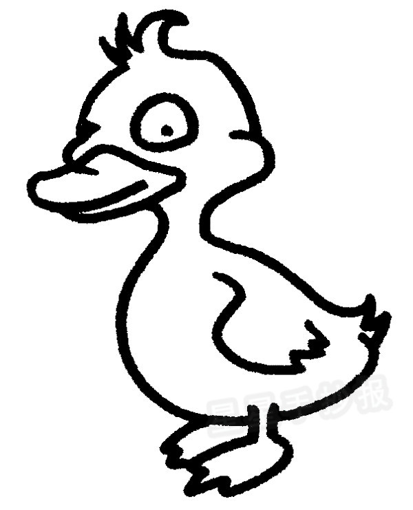 星星报 简笔画 动物简笔画 >> 正文内容   鸭子的尾部有一个很大的