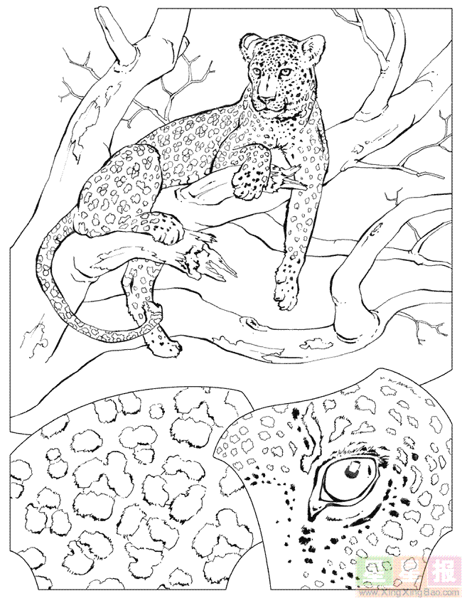 树上的豹子简笔画