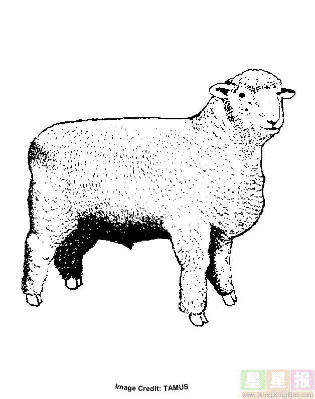 绵羊简笔画